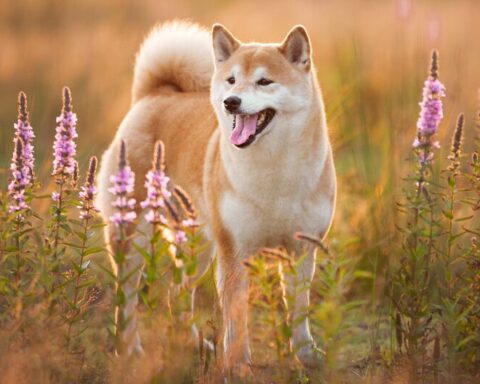 shiba inu price prediction