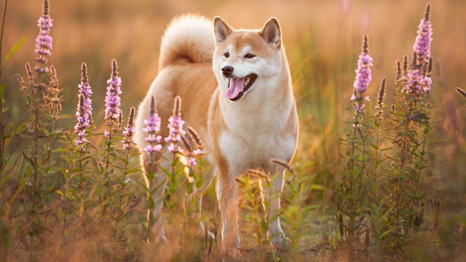 shiba inu price prediction